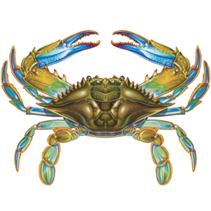 CM - Porcelain Blue Crab