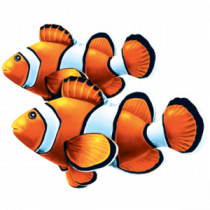 Clown Fish Double Porcelain