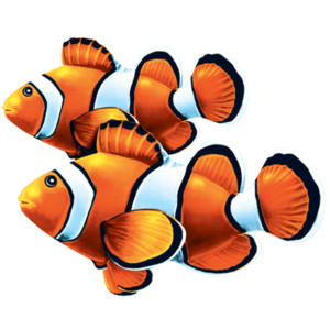 Clown Fish Double Porcelain