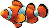 Clown Fish Porcelain