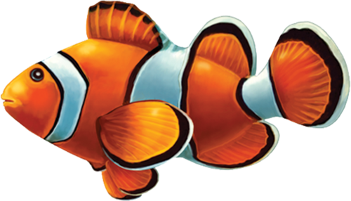 Clown Fish Porcelain