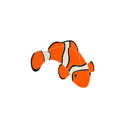 Clown Fish Right