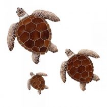 Loggerhead Turtles Brown