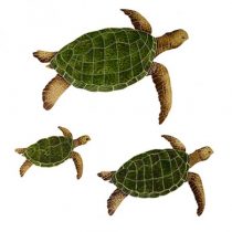 Sea Turtles Natural