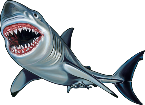 Shark Pocelain