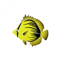 Spiked Butterfly Fish