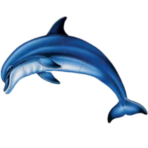 CM - Bottlenose Dolphin A CM - Bottlenose Dolphin A