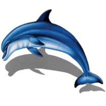 CM - Bottlenose Dolphin A with Shadow CM - Bottlenose Dolphin A with Shadow