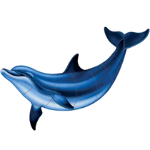 CM - Bottlenose Dolphin B CM - Bottlenose Dolphin B