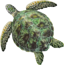 Sea Turtle Green Sea Turtle Green