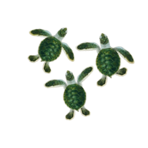 Turtle Hatchlings Green Turtle Hatchlings Green